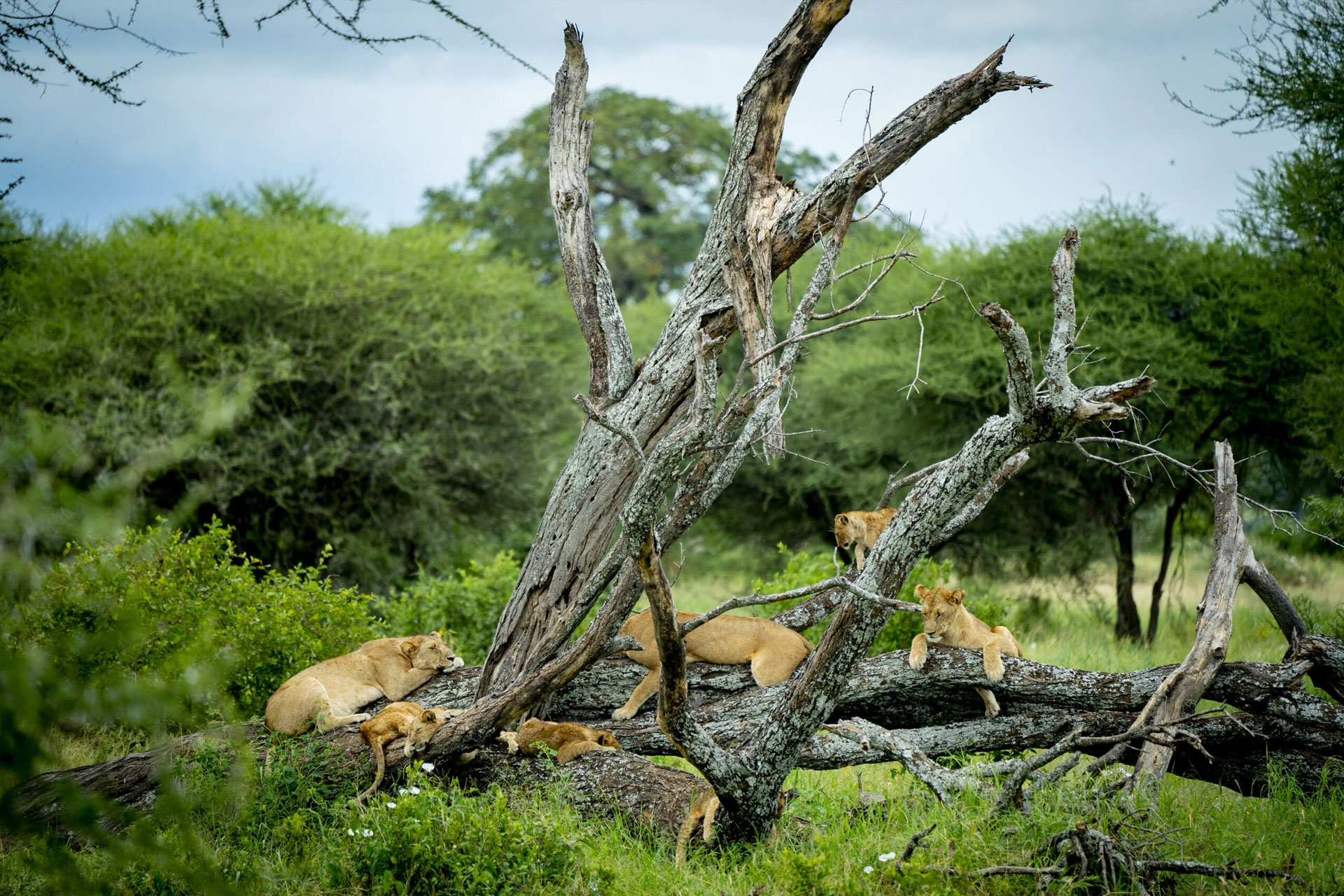 Great Migration Safari